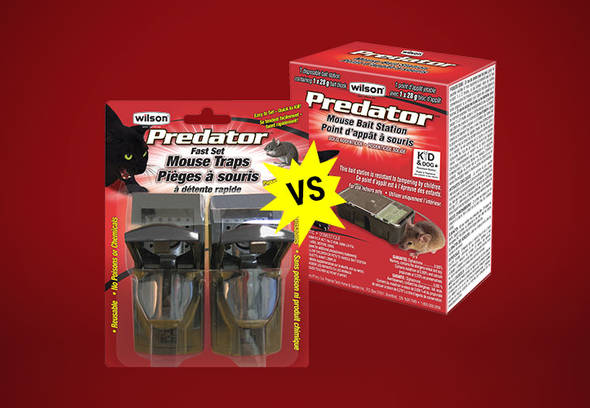 Control Rodent Infestation with the Wilson Mouse Baits