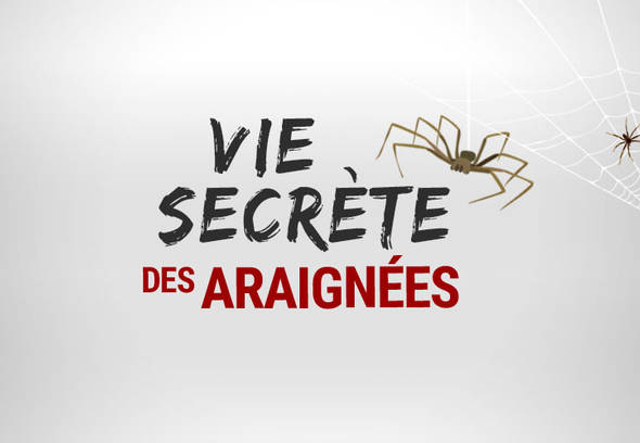 Qqmora Attrape-araignées Attrape-araignée Portable, outil de d'insectes  portatif pratique pour le jardin (jaune) jardin piege Jaune