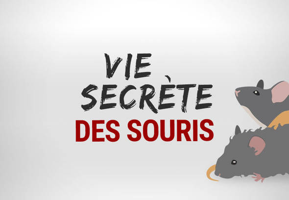 Piège à Rats, Mulots et Souris à Trappe intelligente – PSFR