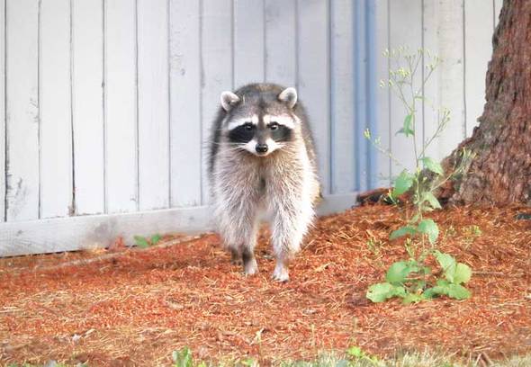 A raccoon near a garage