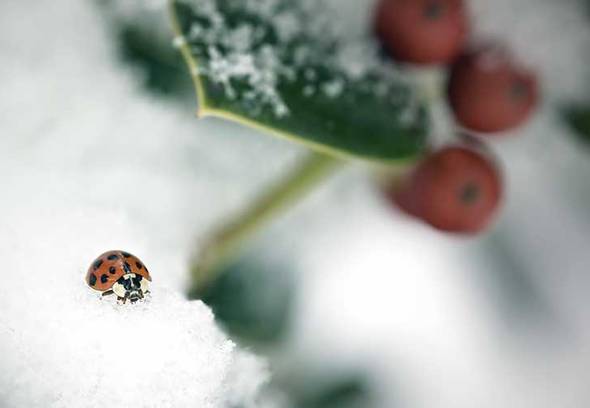 Where do insects go in the winter