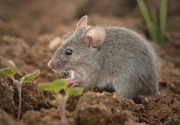 Wilson Control Mice Control Identify Prevent Act