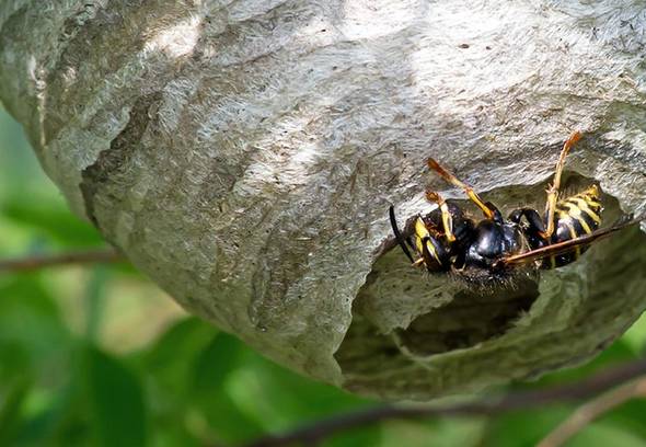 Wilson_Desktop_Tips_How_to_get_rid_of_wasp_nest