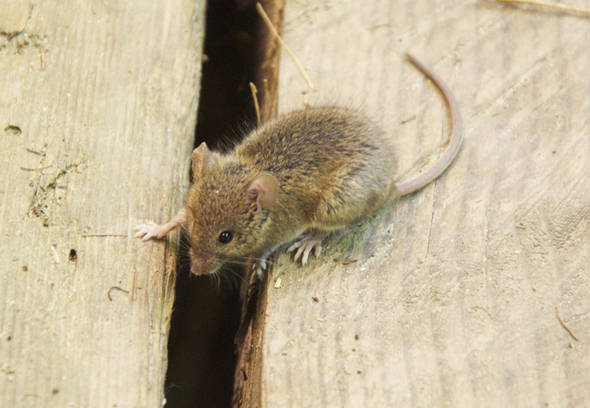 Keeping Mice Out of Your Home