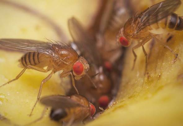 All about fruit flies