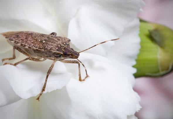 Brown marmorated stink bug invasion in Canada