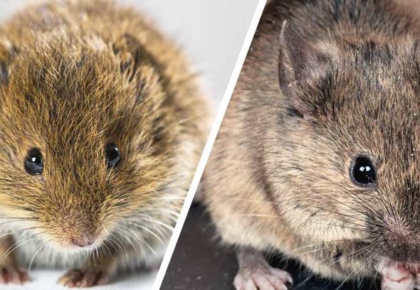 How to tell a field mouse from a house mouse