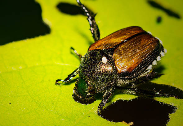 A predator of the japanese beetle