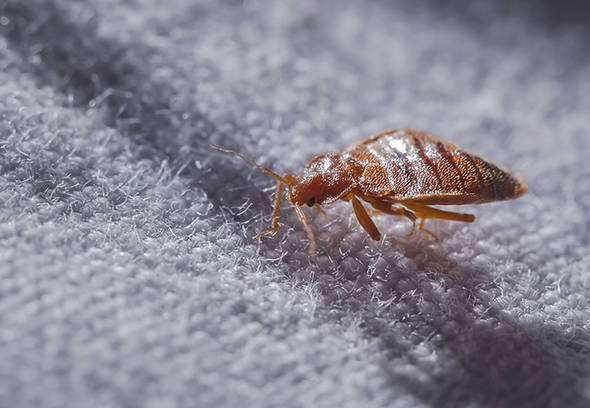 Common house bugs pest top 10