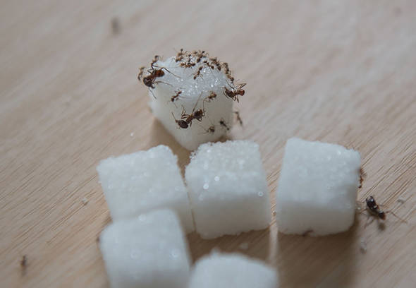 How to get rid of ants indoor