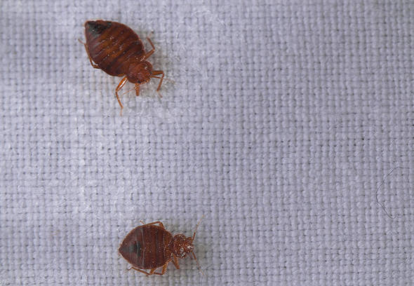 How to get rid of bed bugs