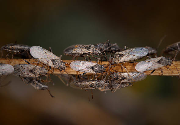 How to get rid of chinch bugs