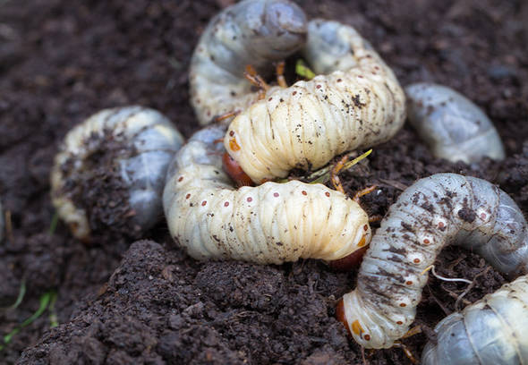 How to get rid of grubs