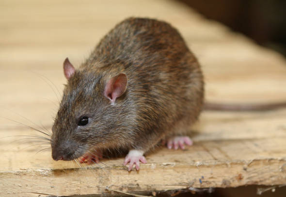 How to get rid of mice and rats