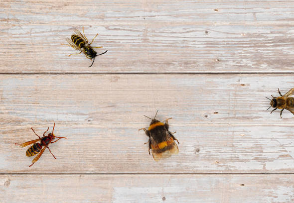 What is the difference between bees, bumblebees, wasps and hornets