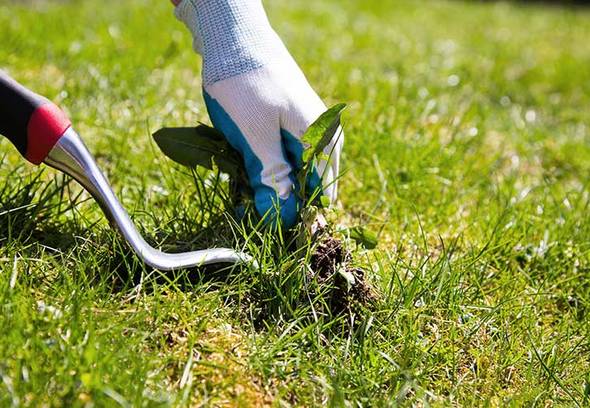 Identifying and fighting common weeds