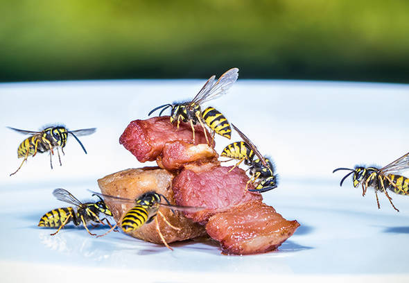 Keeping Your Family Safe During Wasp and Hornet Season