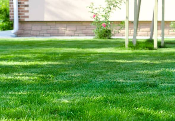 What is glyphosate and how can it be avoided