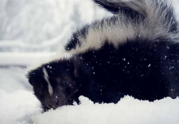 Do skunk hibernate in the winter