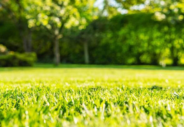 Five lawn insects