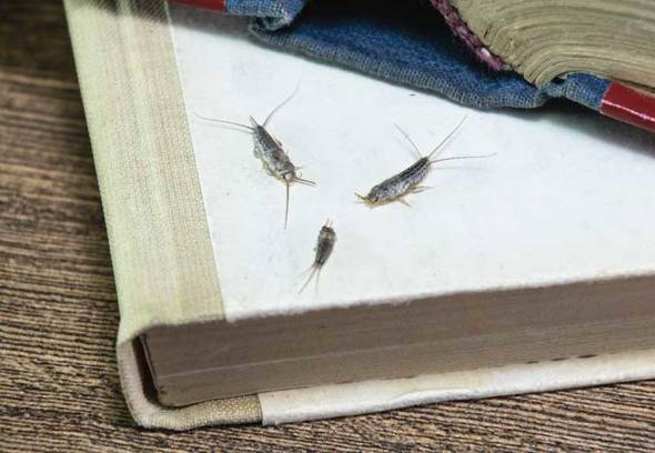 Getting to know silverfish