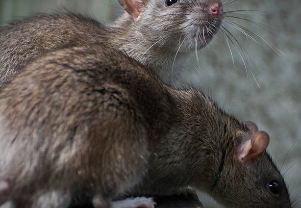 How do ultrasonic devices work on mice and rats