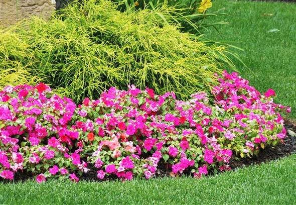 Top 8 list of lawn and garden pests