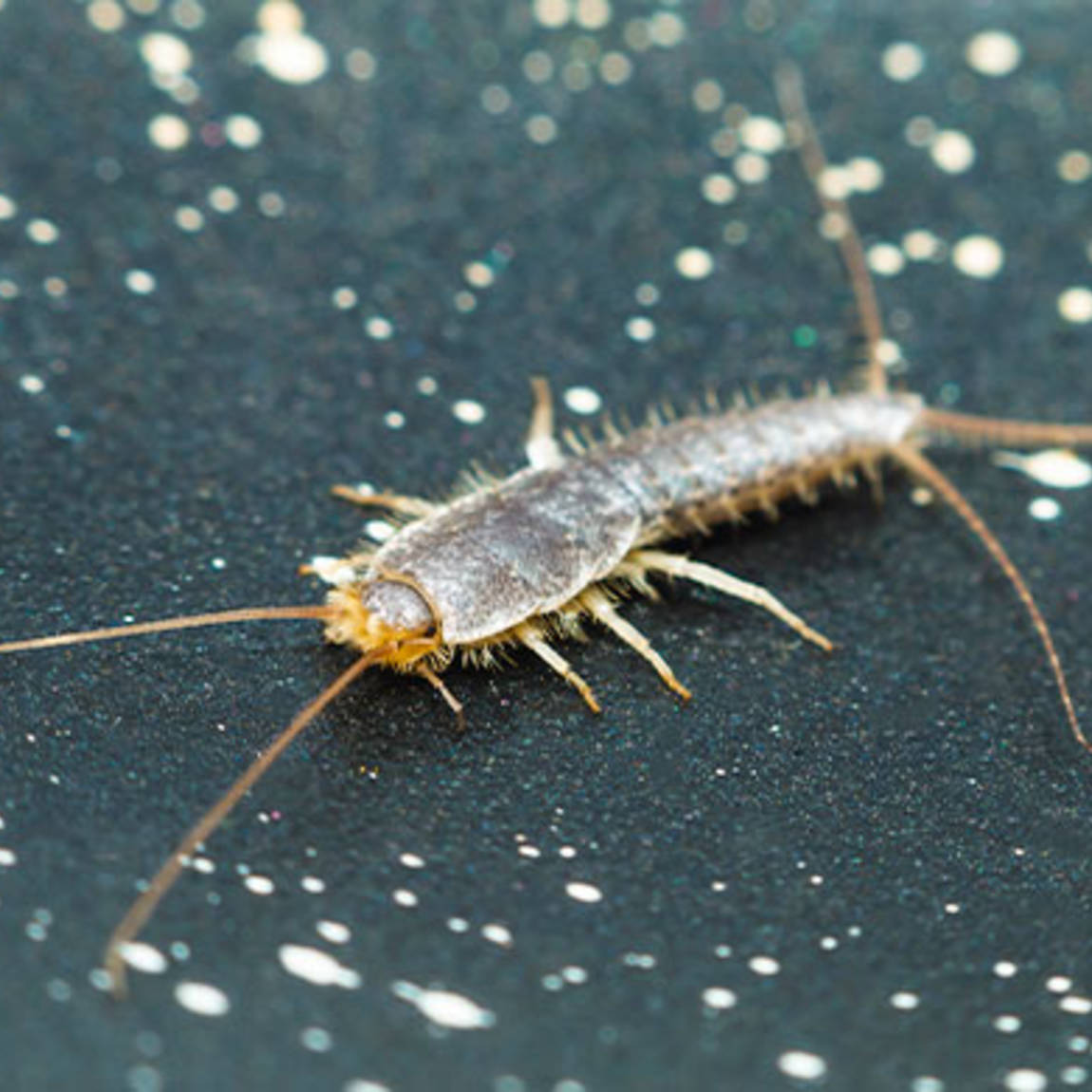 Silverfish  Wilson Control