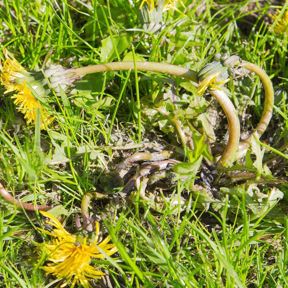 Herbicide pour mauvaises herbes et graminées avec pulvérisateur à piles  WIPE OUT de Wilson