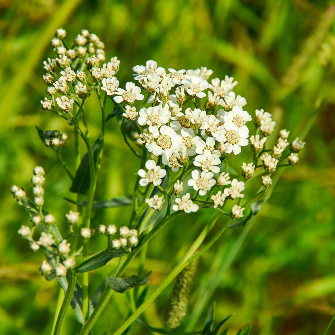 How To Use Yarrow and Shepherd's Purse for Heavy Periods | Emergency Herbs  for Heavy Menstruation in 2023 | Heavy periods, Yarrow, Menstruation