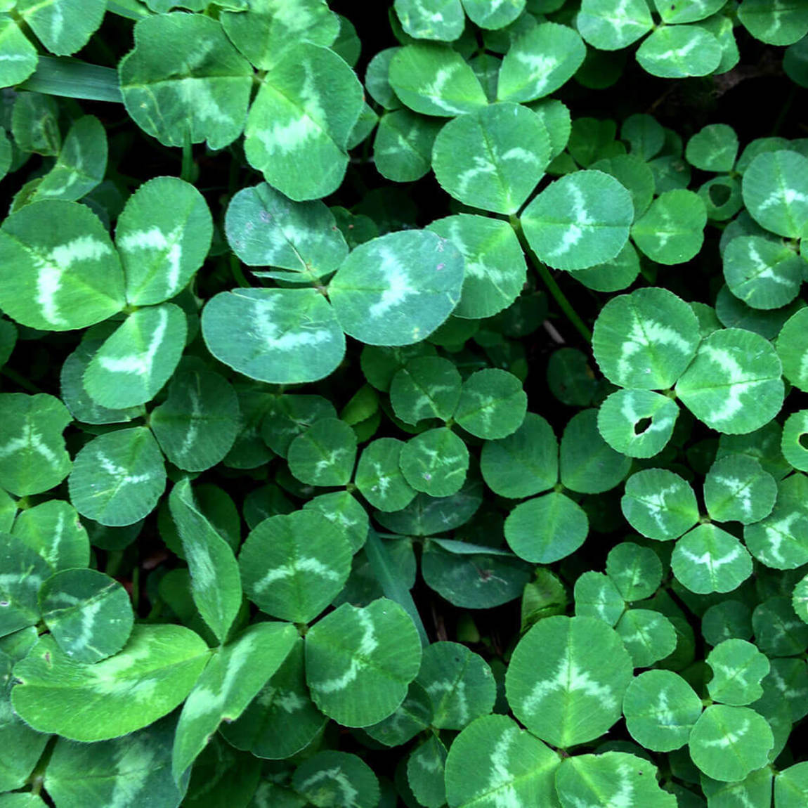 Clover Wilson Control