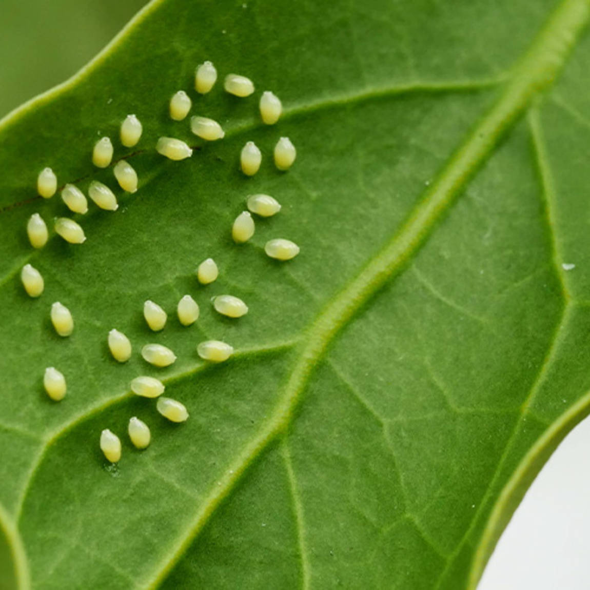How to get rid of aphids in the garden