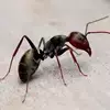 Wilson Ants