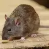 How to get rid of mice and rats