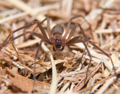 Brown spider