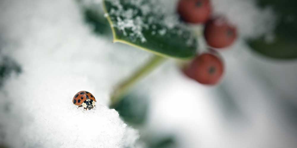 Qu'arrive-t-il aux insectes durant la période hivernale?