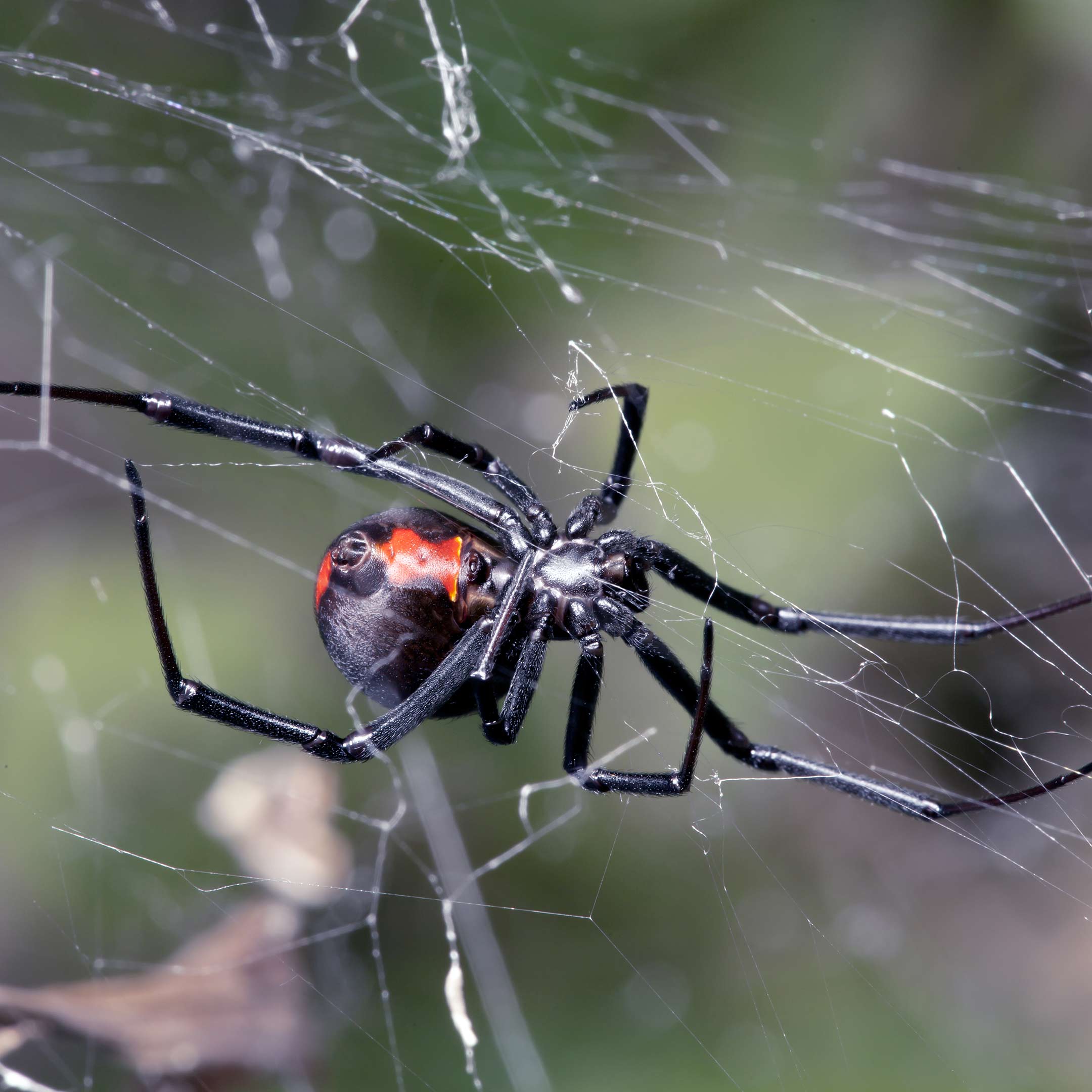 Black Widow Spiders