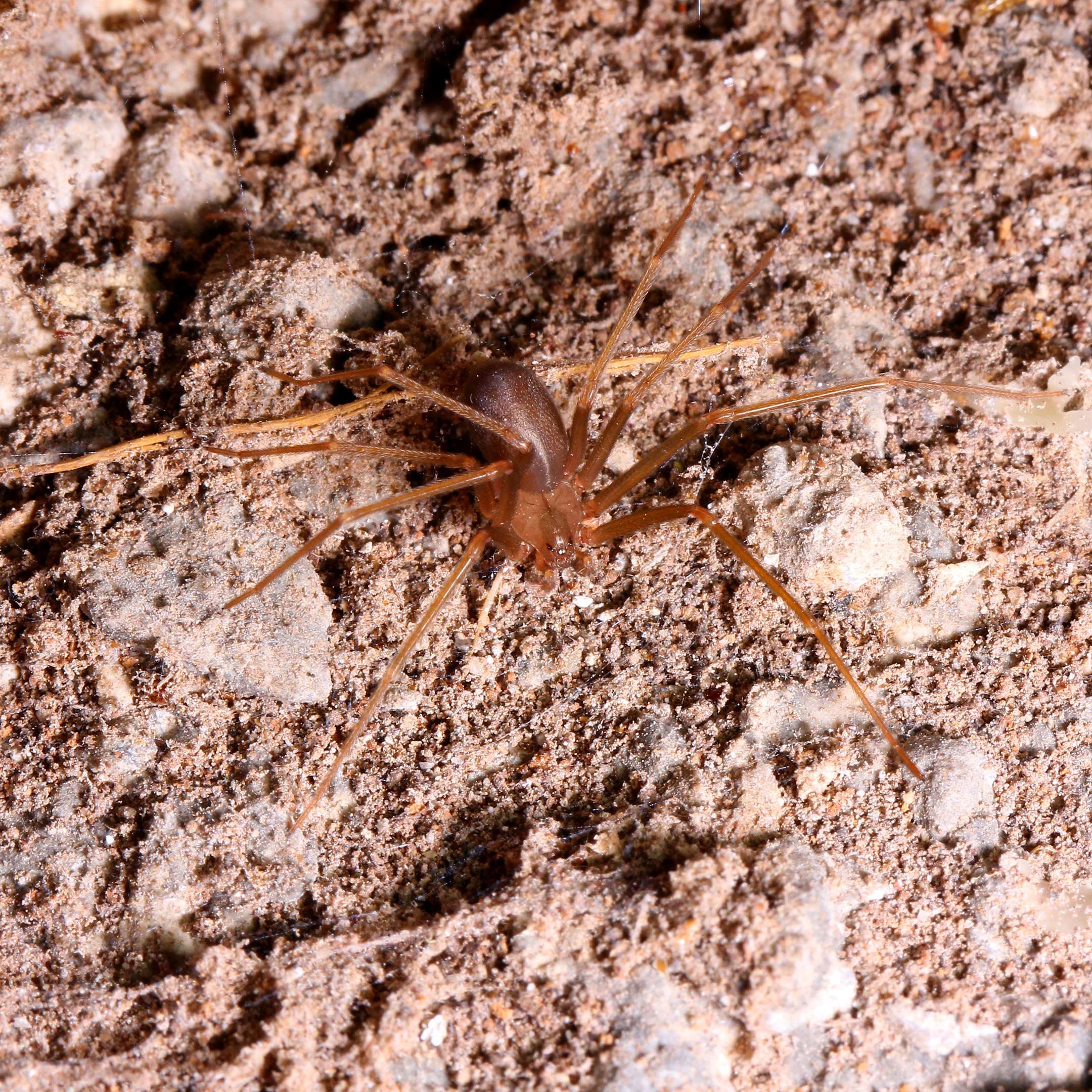 Brown Recluse Spider Nest