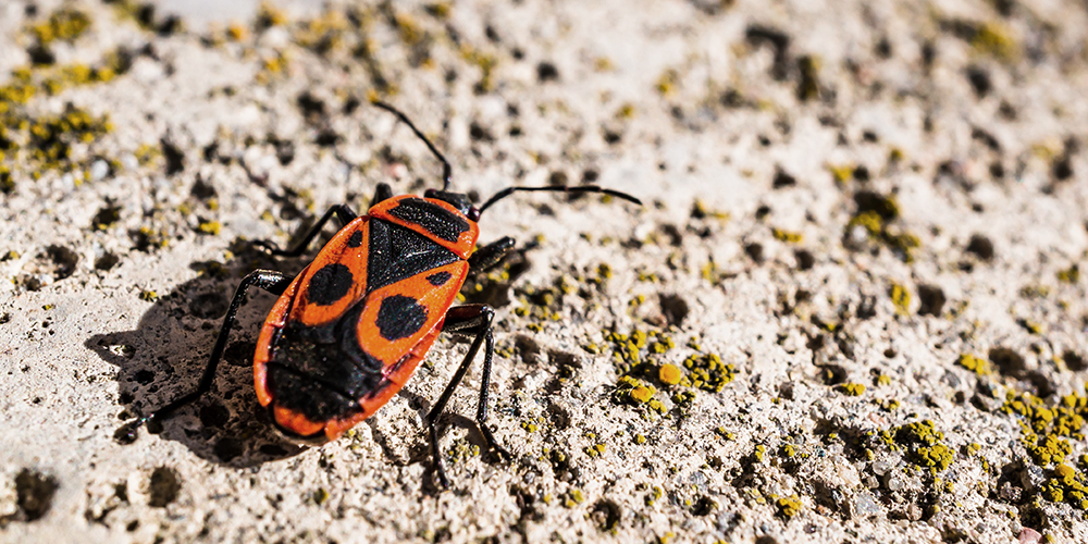 Box Elder Bugs may enter your home in winter to seek warmth
