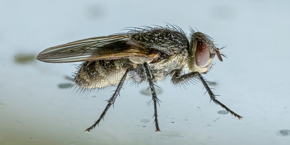 Cluster Flies may enter your home in winter to seek warmth