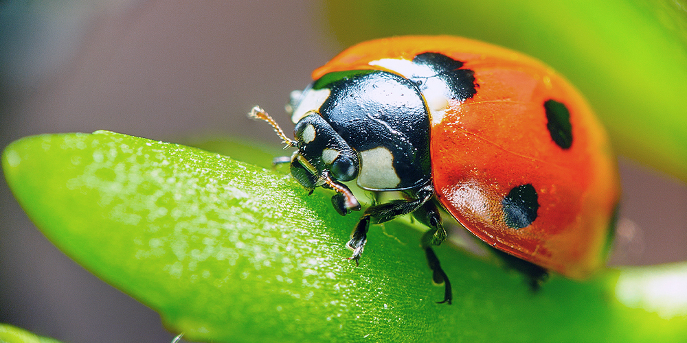 Les coccinelles cherchent un abri du froid dans votre demeure