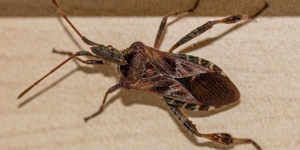 Pine Seed Bugs may enter your home in winter to seek warmth