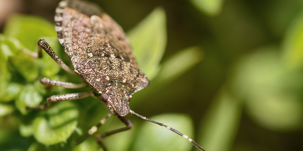 Stink Bugs may enter your home in winter to seek warmth