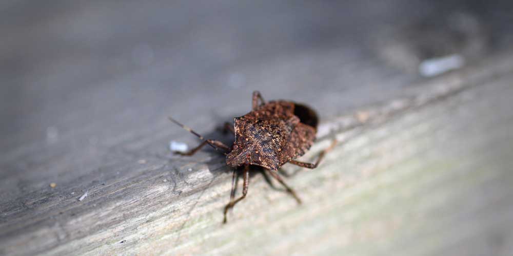 Brown marmorated stink bugs