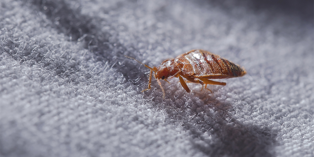 Alimentation : insectes, les petites bêtes qui montent qui montent