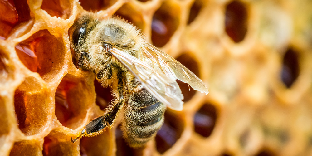 Bees