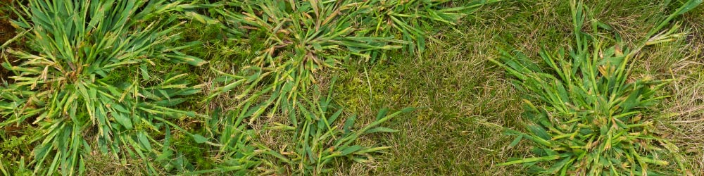 Crabgrass