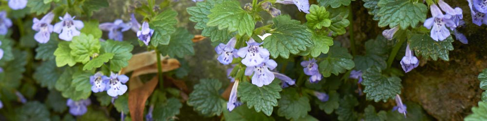 Ground Ivy Creeping Charlie