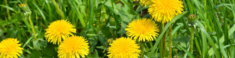 Dandelions