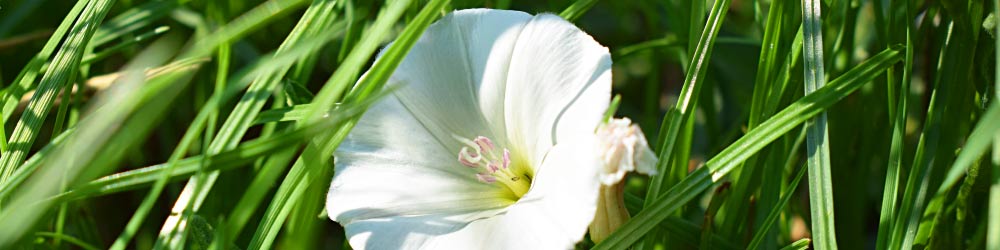 Field bindweed